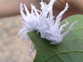 Что за бабочка? Ни разу не видел таких гусениц!