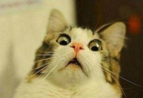 Отличный способ найти дом бездомным собакам