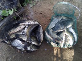 Вот в вчера наловил,сам рыбу не ем,раздал соседям по даче. Коптили,жарили,варили.Много разных блюд приготовили.