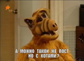 Отличный способ найти дом бездомным собакам