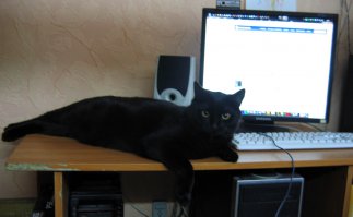 А вот это чёрное чудо родила малюсенькая трёхцветная кошка- Люська с соседского участка в саду. Прямо под нашим домиком и притащила сразу к нам в комнату)) Сейчас этот чёрный клопик вымахал в восьмикилограммового, огромного кота))