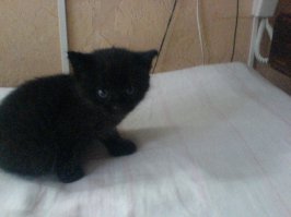 А вот это чёрное чудо родила малюсенькая трёхцветная кошка- Люська с соседского участка в саду. Прямо под нашим домиком и притащила сразу к нам в комнату)) Сейчас этот чёрный клопик вымахал в восьмикилограммового, огромного кота))