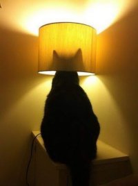 Забавный курьез с паштетом