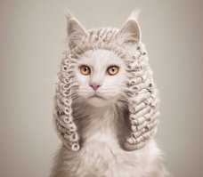 По глазам видно что кошке все её 9 жизней привидились в процессе стрижки!