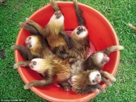 16 малышей-ленивцев, которые слишком невинны для этого жестокого мира