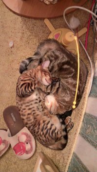 Мои, тоже походу, Буддисты. Любят так спать.