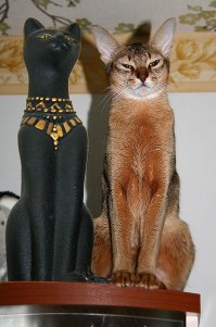 Коты-буддисты: гармония и единение