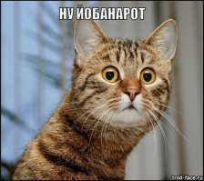 Неразлучные совенок и котик