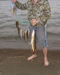 На прошлых выходных. Щука 1,1 кг