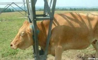 Как вызволяли пса, который застрял головой в колесе