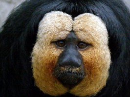 Животные в фотографиях