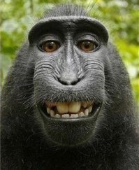 Животные в фотографиях