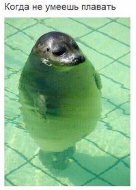 15 самых забавных бассейнов, которые помогут спастись от летней жары