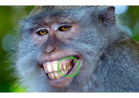 Я один вижу у макаки золотые зубы???