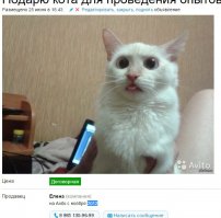 Весёлые картинки