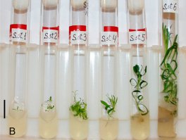 ФАКТ#12. Группа ученых из Пущино работала с семенами растений возрастом 31 тысяча лет, поднятыми из слоев вечной мерзлоты. Ученым удалось, применив комплекс отработанных технологий, вызвать клеточное деление и органогенез в этих семенах. В результате они получили живые цветущие растения, которые после опыления дали нормальные семена с хорошей всхожестью. Это самое древнее из оживленных растений, далеко превзошедшее по возрасту предыдущего рекордсмена — двухтысячелетнюю финиковую пальму. Теперь научный мир имеет живой организм из прошедших эпох. Значение этого события трудно переоценить для дальнейшего исследования эволюции и реконструкции природных условий мира мамонтов и шерстистых носорогов.
Последовательные стадии роста смолевки узколистной — растения с удивительной судьбой. 31 тысячу лет назад земляная белка спрятала его семена в своих кладовых, позабытые запасы замерзли, норки перекрылись десятками метров мерзлоты. Ученые нашли эти кладовые с семенами и, вооруженные передовыми технологиями, смогли заставить древние растения цвести и плодоносить. Получилось, что родительское растение видело мамонтов, а дочернее — ноутбуки и мобильные телефоны.