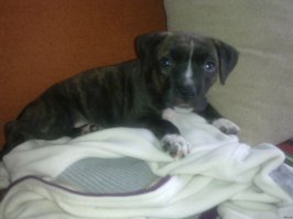 у меня амстаффик. маленький ещё. люблю его очень)