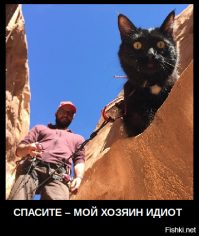 Альпинистка моя: первая в мире кошка-скалолазка