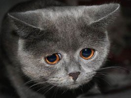 У меня Windows Phone