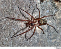 Не требуется. Это просто один из способов.
Если твоя матрица может сохранить динамический диаппазон, больший, чем помещается в стандартный JPEG (3x8 бит), то может быть достаточно и одного кадра.
ХДР (HDR) - это, всего-навсего, "высокий(широкий) динамический диаппазон", а не какой-нить особый художественный прием.