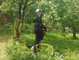 Всем немного позитива - а то действительно пост с оттенком печали. Это мой пёс яблоки нюхает. Он их прямо с яблони жрёт - только ещё не созрели.