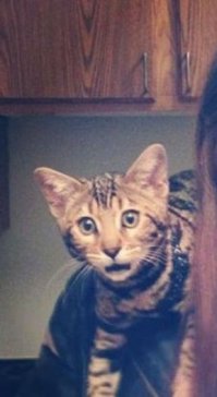 14 котов, очень некомфортно чувствующих себя перед веб-камерой