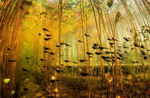 Няшка.
Головастики тоже ничо