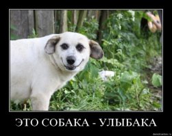 Собаки-приколяки