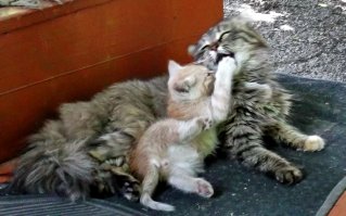 Животные, у которых стоит поучиться родительской любви