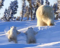 Животные, у которых стоит поучиться родительской любви