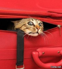 14 котов, очень некомфортно чувствующих себя перед веб-камерой