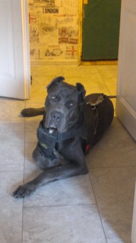 Собачка Масечка (кане-корсо, 12 мес) считает пост фигней...