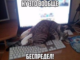 14 котов, очень некомфортно чувствующих себя перед веб-камерой
