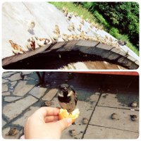 Я сегодня тоже спасла птичек. Стайка из пол сотни воробьев с удовольствием умяли мой батон:)