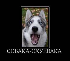 Хаски встречает хозяина после долгой разлуки
