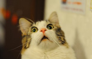 14 котов, очень некомфортно чувствующих себя перед веб-камерой