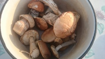 Рассказ о ста грибах в советских открытках