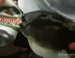 11. Эта рыба способна с легкостью прокусить жестяную банку

Такой рыбой "колючую проволоку" перекусывать классно))