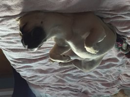 Моя царица лени