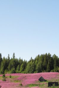 надо будет поискать такую поляну