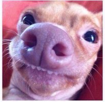 А вы знали, что животные умеют улыбаться? 