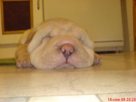 вот шар-пей, это наша маленькая... а это что то между чау-чау и шар-пеем