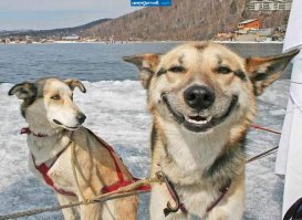 А вы знали, что животные умеют улыбаться? 