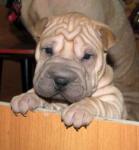 Смешная помесь шарпея с кем-то.
Вот шарпей и вот Тонки, не очень похожи