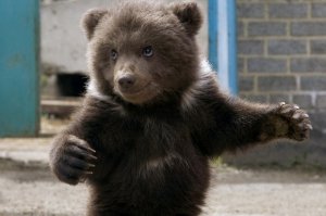 Собачка миленькая... Только где они такого медвеженка видели?