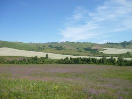 Предгорья Алтая