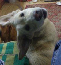 А вы знали, что животные умеют улыбаться? 