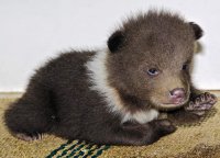 Какой-то придурок сравнил шарпея с медведем - и понеслось!
Вот медвежонок:



Вот взрослый медведь:



Где вы видите сходство с оплывшей мордой шарпея?