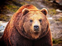 Какой-то придурок сравнил шарпея с медведем - и понеслось!
Вот медвежонок:



Вот взрослый медведь:



Где вы видите сходство с оплывшей мордой шарпея?