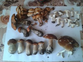 Вот за вчера. Слева вверху - опята, нашёл в одном единственном месте, больше не видел их вообще. Справа вверху - вроде подгруздки, никогда раньше их не собирал, но начитался, что они очень вкусны при засолке и вот взял пробную партию, поспрашивал грибников - говорят: да, грузди, я откусил чуть-чуть свежего гриба - наглухо горький, сейчас вымачиваю, посмотрим что получится. 
Далее: 3 подосиновика и -бест оф зе бест- белые. В кадр не вошли: подберёзовики (молоденькие) штук 20, лисички, сыроежки (тоже только молодые). Место сбора - М.О.